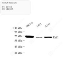 Anti-Raf1 Rabbit pAb