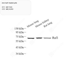 Anti-Raf1 Rabbit pAb