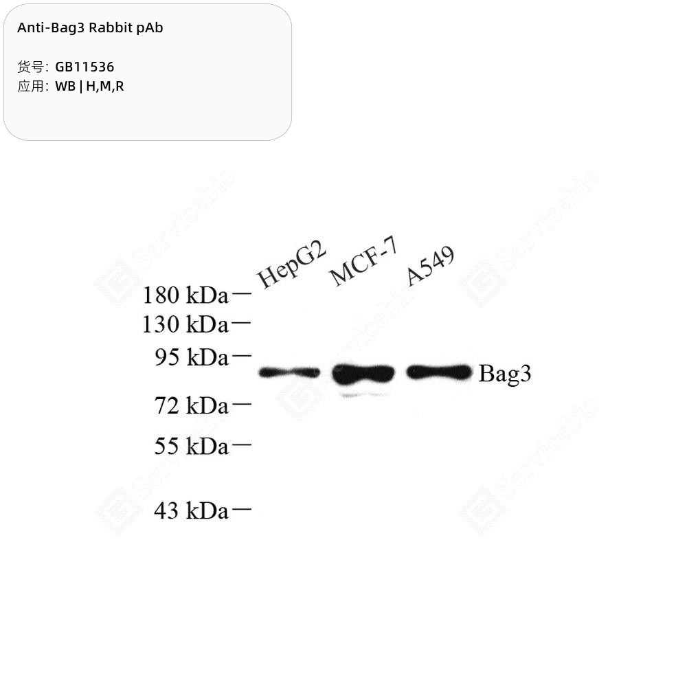 Anti-Bag3 Rabbit pAb
