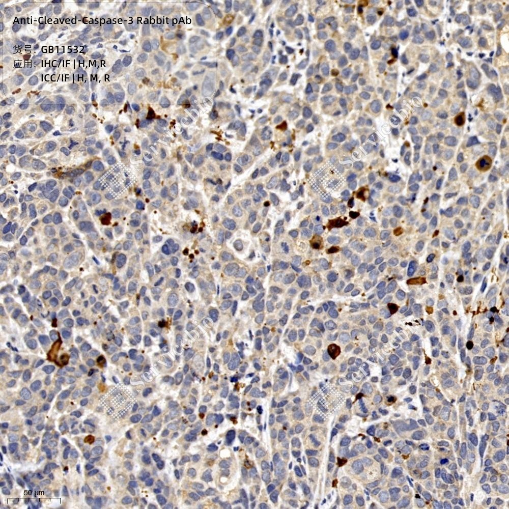 Anti-Cleaved-Caspase-3 Rabbit pAb
