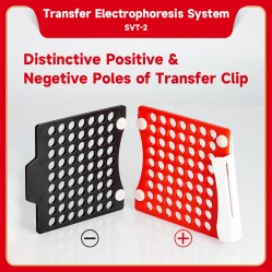 Electrophoresis System (Transfer)