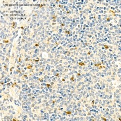 Anti-Cleaved-Caspase-3 Rabbit pAb