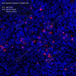 Anti-Cleaved-Caspase-3 Rabbit pAb