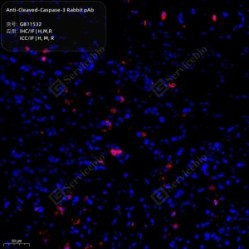 Anti-Cleaved-Caspase-3 Rabbit pAb