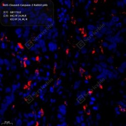 Anti-Cleaved-Caspase-3 Rabbit pAb