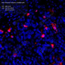 Anti-Cleaved-Caspase-3 Rabbit pAb