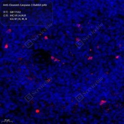 Anti-Cleaved-Caspase-3 Rabbit pAb