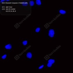 Anti-Cleaved-Caspase-3 Rabbit pAb