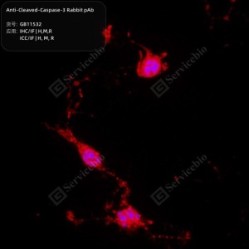 Anti-Cleaved-Caspase-3 Rabbit pAb