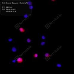 Anti-Cleaved-Caspase-3 Rabbit pAb