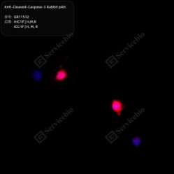 Anti-Cleaved-Caspase-3 Rabbit pAb