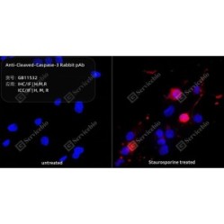 Anti-Cleaved-Caspase-3 Rabbit pAb