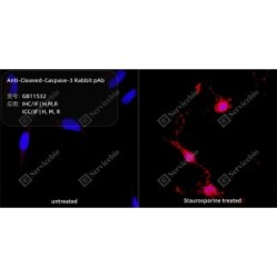 Anti-Cleaved-Caspase-3 Rabbit pAb