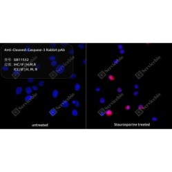 Anti-Cleaved-Caspase-3 Rabbit pAb