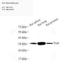 Anti-TRAIL Rabbit pAb