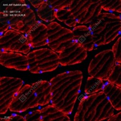 Anti-AIF Rabbit pAb