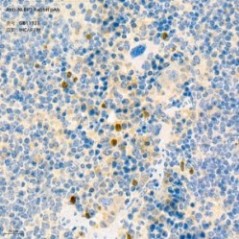 Anti-NLRP1 Rabbit pAb