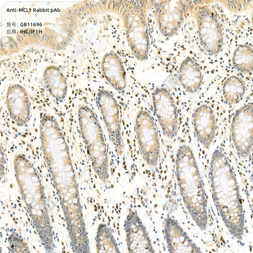 Anti-MCL1 Rabbit pAb