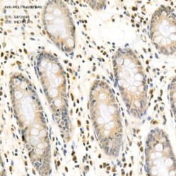 Anti-MCL1 Rabbit pAb