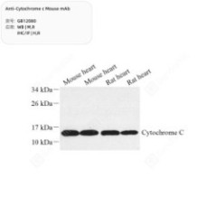 Anti-Cytochrome c Mouse mAb