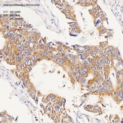 Anti-Cytochrome c Mouse mAb