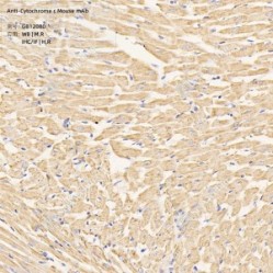 Anti-Cytochrome c Mouse mAb