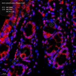 Anti-Cytochrome c Mouse mAb