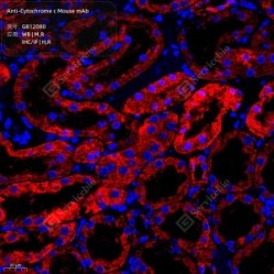 Anti-Cytochrome c Mouse mAb