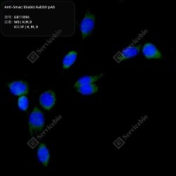 Anti-Smac/Diablo Rabbit pAb