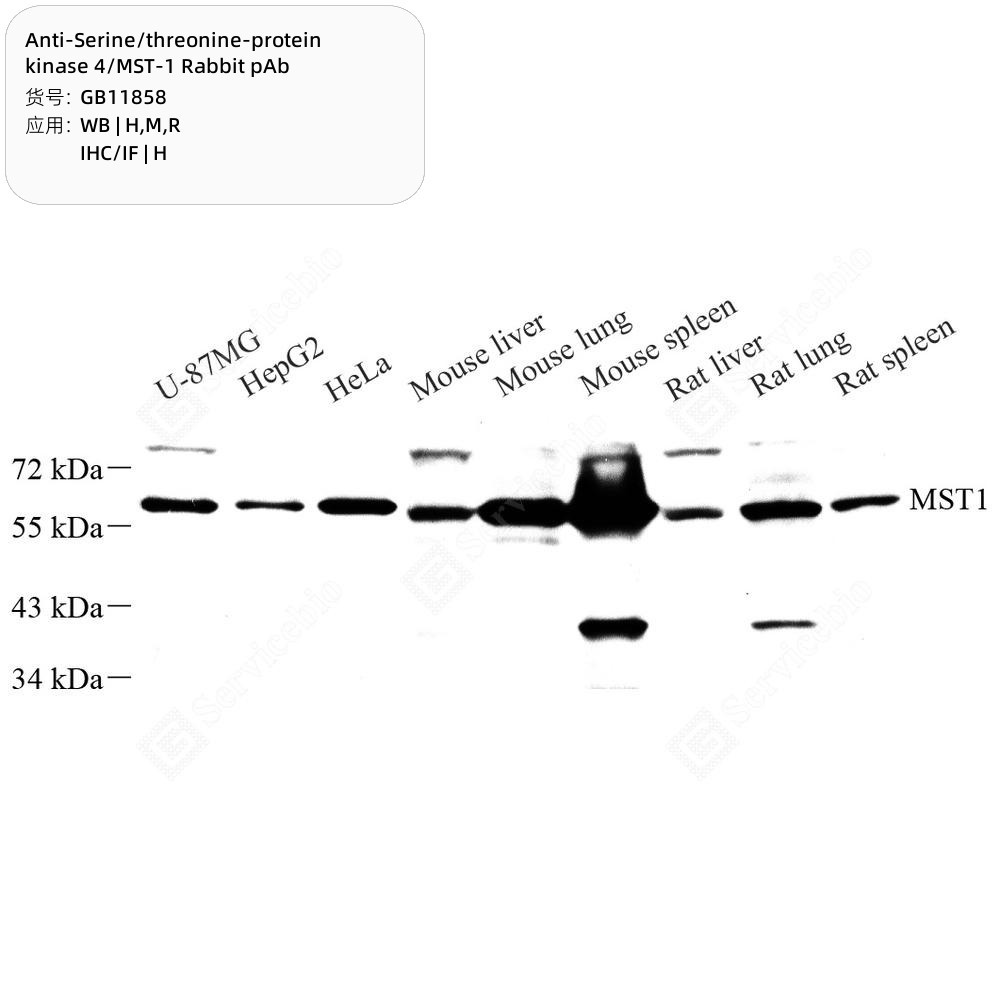 Anti-Serine/threonine-protein kinase 4/MST-1 Rabbit pAb