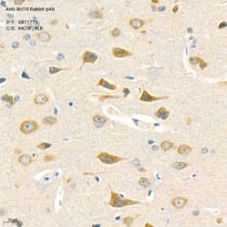 Anti-Bcl10 Rabbit pAb