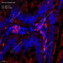 Anti-Bcl10 Rabbit pAb