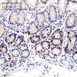 Anti-BrdU Mouse mAb