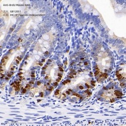 Anti-BrdU Mouse mAb