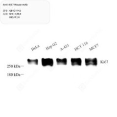 Anti-Ki67 Mouse mAb