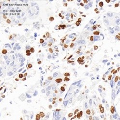 Anti-Ki67 Mouse mAb