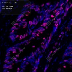 Anti-Ki67 Mouse mAb