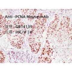 Anti-PCNA Mouse mAb