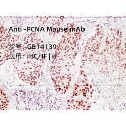 Anti-PCNA Mouse mAb