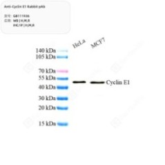 Anti-Cyclin E1 Rabbit pAb