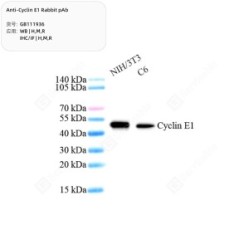 Anti-Cyclin E1 Rabbit pAb
