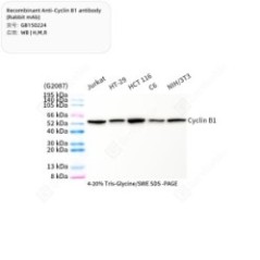 Recombinant Anti-Cyclin B1...
