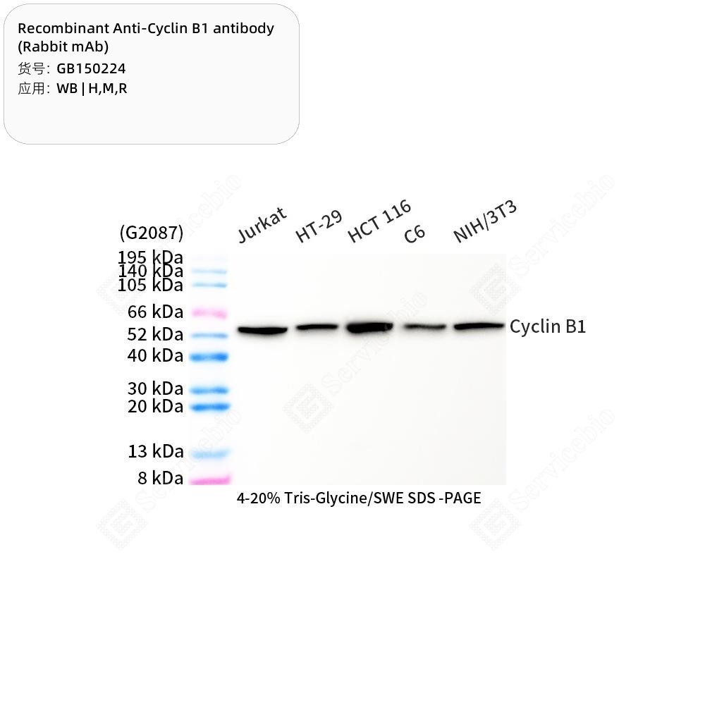 Recombinant Anti-Cyclin B1 antibody (Rabbit mAb)