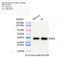 Recombinant Anti-Rad51 antibody (Mouse mAb)