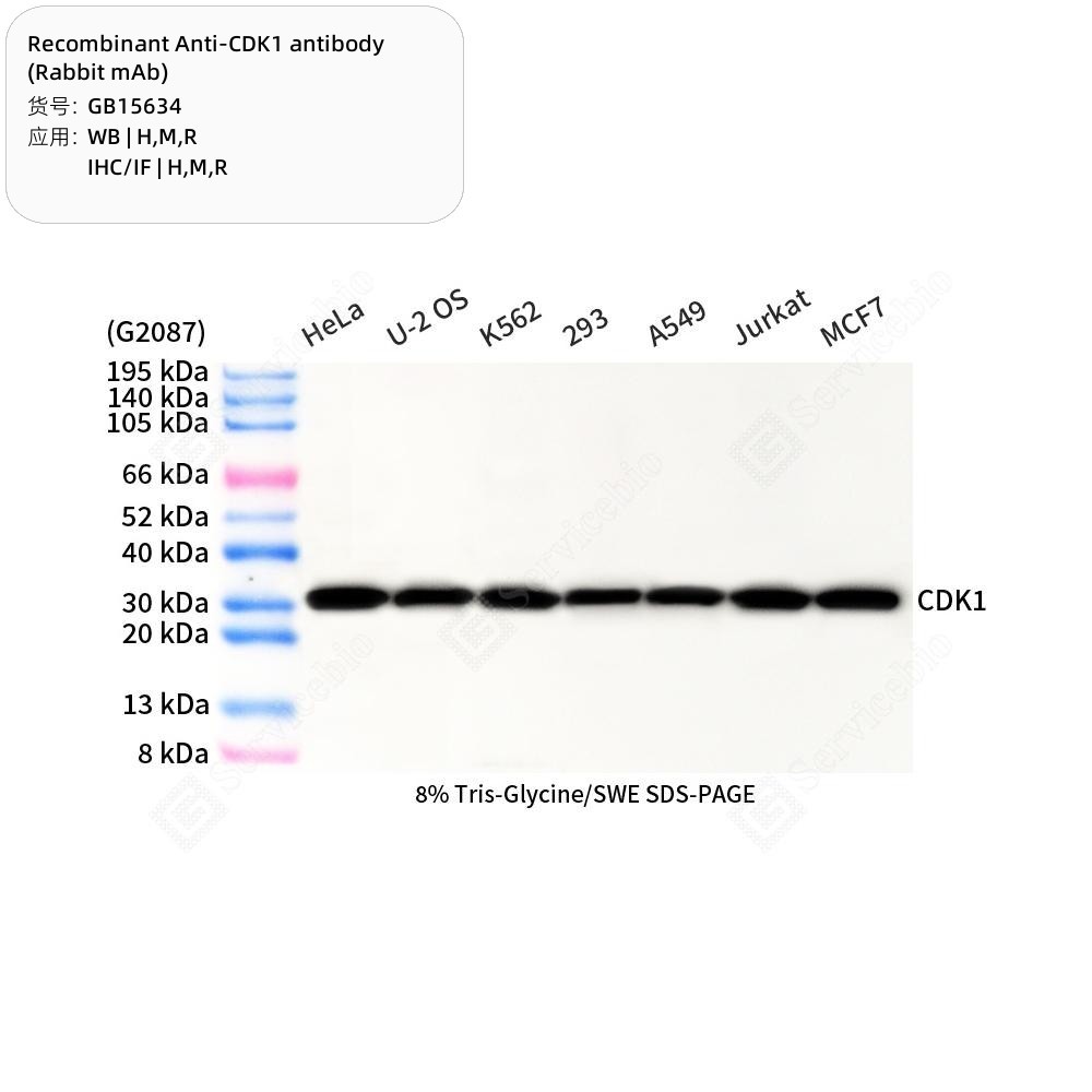 Recombinant Anti-CDK1 antibody (Rabbit mAb)