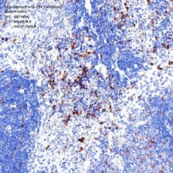 Recombinant Anti-CDK1 antibody (Rabbit mAb)