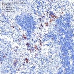 Recombinant Anti-CDK1 antibody (Rabbit mAb)