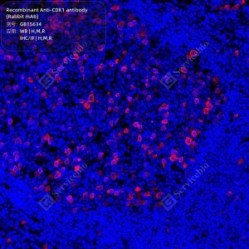 Recombinant Anti-CDK1 antibody (Rabbit mAb)
