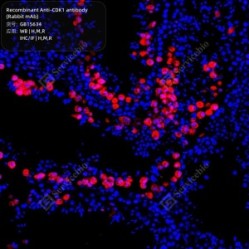 Recombinant Anti-CDK1 antibody (Rabbit mAb)