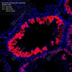 Recombinant Anti-CDK1 antibody (Rabbit mAb)